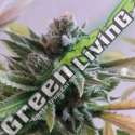 3 UND FEM - LA PERLA NEGRA EXCLUSIVE SEEDS 3 UND FEM