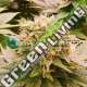 3 UND FEM - HARLEQUEEN THC FREE WORLD OF SEEDS FEMINIZADA 3 UND