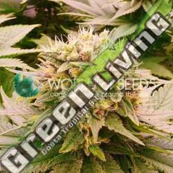 3 UND FEM - HARLEQUEEN THC FREE WORLD OF SEEDS FEMINIZADA 3 UND