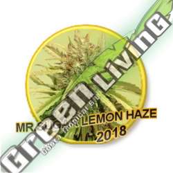 7 UND REG - MR. SUGAR LEMON HAZE MR. HIDE SEEDS 7 UND REG