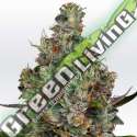 3 UND FEM - RAINBOW ROAD PARADISE SEEDS 3 UND FEMINIZADAS