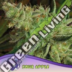 3 UND FEM - SOUR APPLE ANESIA SEEDS 3 FEMINIZADAS