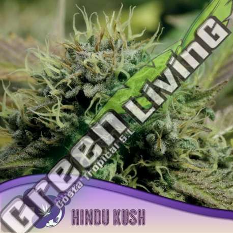 3 UND FEM - HINDU KUSH ANESIA SEEDS 3 FEMINIZADAS