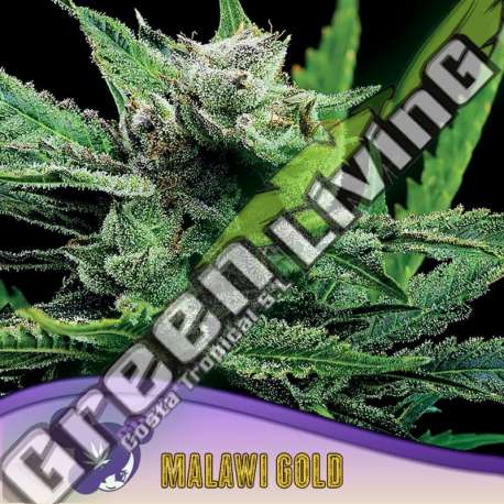 3 UND FEM - MALAWI GOLD ANESIA SEEDS 3 FEMINIZADAS