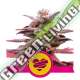 3 UND FEM - WEDDING CRASHER ROYAL QUEEN FEMINIZADA 3 UND