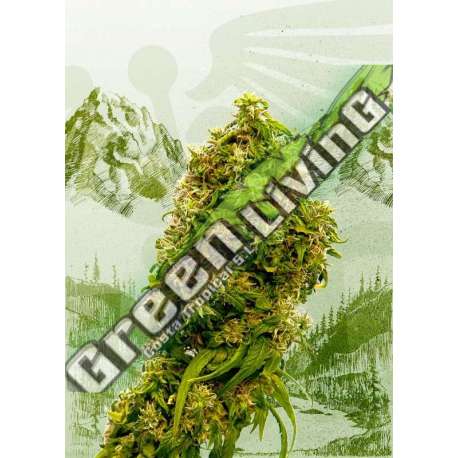 3 UND FEM - SWISS DREAM CBD KANNABIA 3 UND FEMINIZADAS