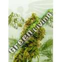 3 UND FEM - SWISS DREAM CBD KANNABIA 3 UND FEMINIZADAS