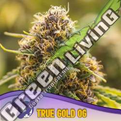 3 UND FEM - TRUE GOLD OG ANESIA SEEDS 3 FEMINIZADAS