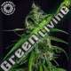 5 UND REG - OLD AFGHAN TROPICAL SEEDS 5 UND REGULARES