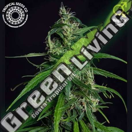 5 UND REG - OLD AFGHAN TROPICAL SEEDS 5 UND REGULARES