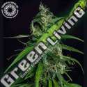 5 UND REG - OLD AFGHAN TROPICAL SEEDS 5 UND REGULARES
