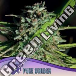 3 UND FEM - PURE DURBAN ANESIA SEEDS 3 FEMINIZADAS