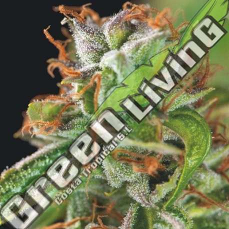 5 UND FEM - DOUBLE OG HAZE PYRAMID SEEDS FEMINIZADA 5 UND