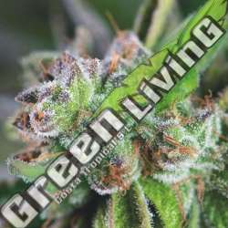 5 UND FEM - WATERMELON ZKITTLEZ PYRAMID SEEDS FEMINIZADA 5 UND