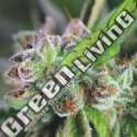 5 UND FEM - WATERMELON ZKITTLEZ PYRAMID SEEDS FEMINIZADA 5 UND