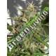 5 UND REG - NUEVA CALEDONIA ACE SEEDS 5 UND REGULARES