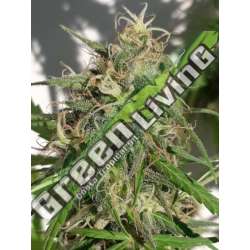 5 UND REG - NUEVA CALEDONIA ACE SEEDS 5 UND REGULARES