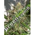 5 UND REG - NUEVA CALEDONIA ACE SEEDS 5 UND REGULARES