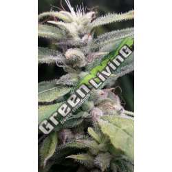 5 UND REG - NUEVA CALEDONIA II ACE SEEDS 5 UND REGULARES