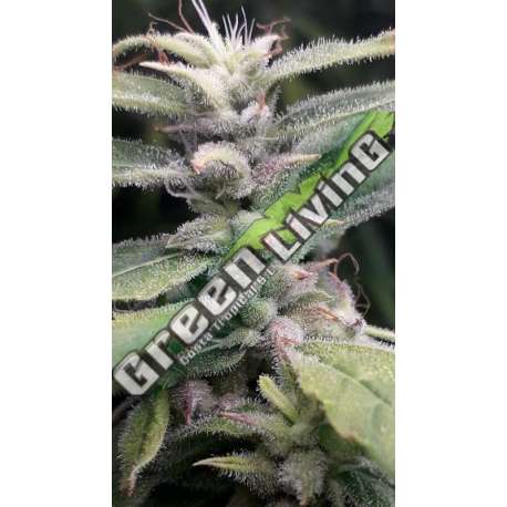 5 UND REG - NUEVA CALEDONIA II ACE SEEDS 5 UND REGULARES