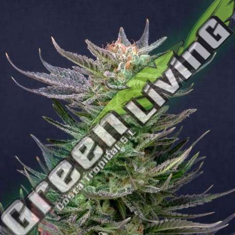 5 UND FEM - PURPLE AUTO DREAM EDITION KANNABIA SEEDS 5 UND FEMINIZADAS