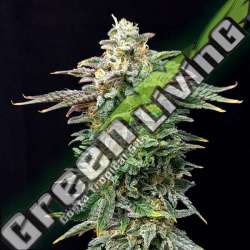 5 UND FEM - CHERRY DREAM EDITION KANNABIA SEEDS 5 UND FEM