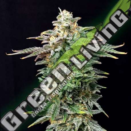 5 UND FEM - CHERRY DREAM EDITION KANNABIA SEEDS 5 UND FEM