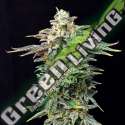 5 UND FEM - CHERRY DREAM EDITION KANNABIA SEEDS 5 UND FEM