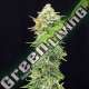 5 UND FEM - PINEAPPLE DREAM EDITION KANNABIA SEEDS 5 UND FEM