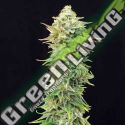 5 UND FEM - PINEAPPLE DREAM EDITION KANNABIA SEEDS 5 UND FEM