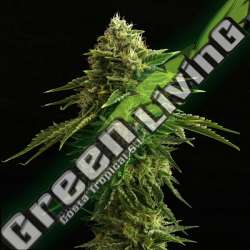 5 UND FEM - ZKIT KANDY DREAM EDITION KANNABIA SEEDS 5 UND FEM