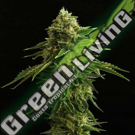 5 UND FEM - ZKIT KANDY DREAM EDITION KANNABIA SEEDS 5 UND FEM