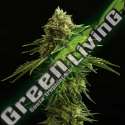 5 UND FEM - ZKIT KANDY DREAM EDITION KANNABIA SEEDS 5 UND FEM