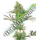 5 UND FEM - DOUBLE BANANA KUSH SENSI WHITE LABEL 5 UND FEMINIZADAS