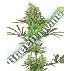 5 UND FEM - DOUBLE BANANA KUSH SENSI WHITE LABEL 5 UND FEMINIZADAS