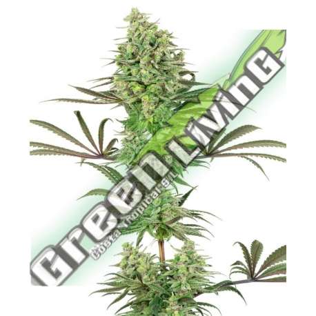 5 UND FEM - DOUBLE BANANA KUSH SENSI WHITE LABEL 5 UND FEMINIZADAS