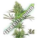 5 UND FEM - DOUBLE BANANA KUSH SENSI WHITE LABEL 5 UND FEMINIZADAS