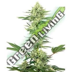 5 UND FEM - WHITE GORILLA HAZE SENSI WHITE LABEL 5 UND FEMINIZADAS