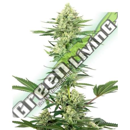 5 UND FEM - WHITE GORILLA HAZE SENSI WHITE LABEL 5 UND FEMINIZADAS