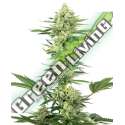 5 UND FEM - WHITE GORILLA HAZE SENSI WHITE LABEL 5 UND FEMINIZADAS