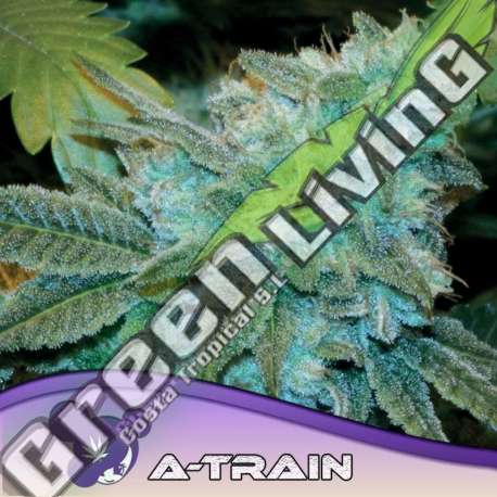 3 UND FEM - A-TRAIN ANESIA SEEDS 3 FEMINIZADAS