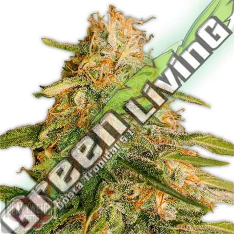 5 UND FEM - TROPIC PUNCH HEAVYWEIGHT SEEDS 5 UND FEMINIZADAS