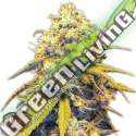 5 UND FEM - STRAWBERRY CAKE AUTO HEAVYWEIGHT SEEDS 5 UND FEMINIZADAS