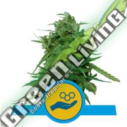 3 UND FEM - SOLOMATIC CBD ROYAL QUEEN 3 UND FEMINIZADAS