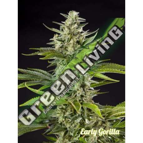 5 UND FEM - EARLY GORILLA PHILOSOPHER SEEDS 5 UND FEM