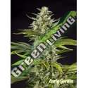 5 UND FEM - EARLY GORILLA PHILOSOPHER SEEDS 5 UND FEM