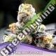 3 UND FEM - ANESIA SCOUT COOKIES ANESIA SEEDS 3 FEMINIZADAS