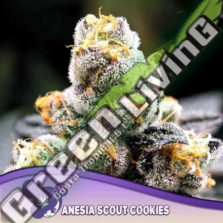 3 UND FEM - ANESIA SCOUT COOKIES ANESIA SEEDS 3 FEMINIZADAS