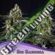3 UND FEM - BIG BAZOOKA ANESIA SEEDS 3 FEMINIZADAS