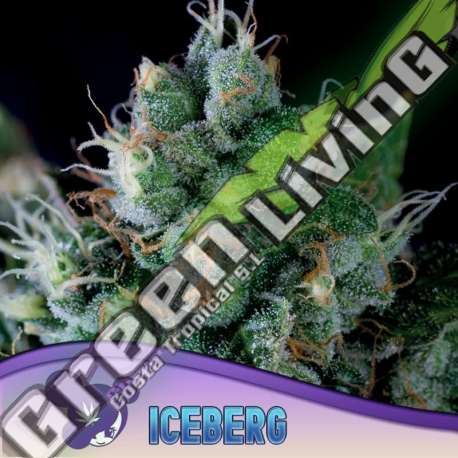 3 UND FEM - ICEBERG ANESIA SEEDS 3 FEMINIZADAS